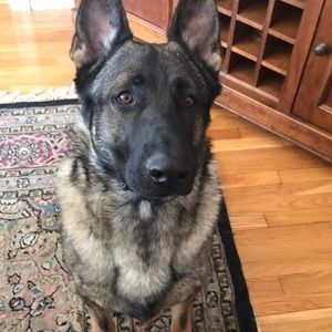 Meet your Posher, Shannon